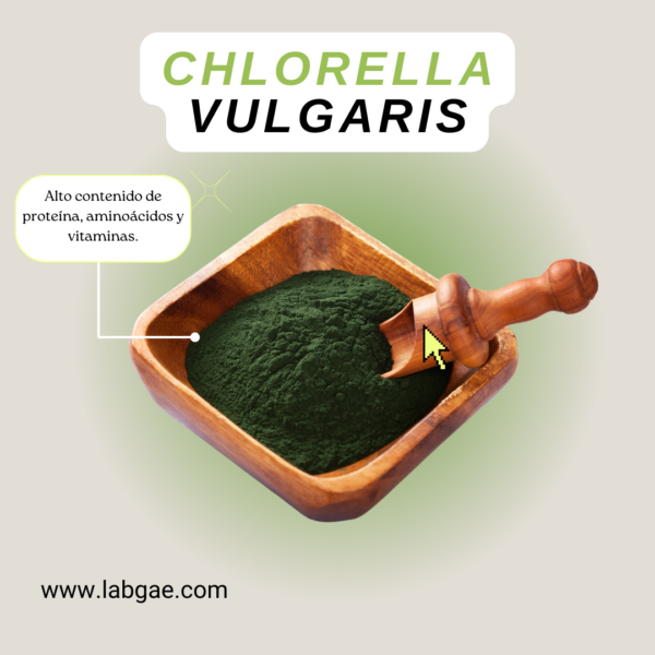 Polvo de Chlorella Vulgaris para Cosméticos, Bebidas y Alimentos Saludables - Imagen 2